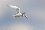 Fraticello; Little Tern; Sternula albifrons