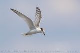 Fraticello; Little Tern; Sternula albifrons