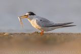 Fraticello; Little Tern; Sternula albifrons