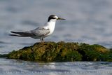 Fraticello; Little Tern; Sternula albifrons