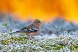 Common Chaffinch (Fringilla coelebs)
