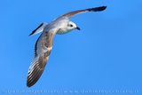 Gabbiano corallino; Mediterranean Gull; Ichthyaetus melanocephalus