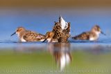 Little Stint (Calidris minuta)
