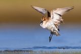 Little Stint (Calidris minuta)