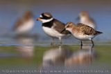 Little Stint (Calidris minuta)