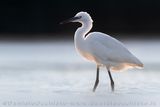 Garzetta; Little Egret; Egretta garzetta