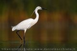 Garzetta; Little Egret; Egretta garzetta