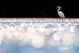 Garzetta; Little Egret; Egretta garzetta