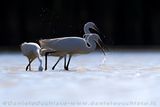 Garzetta; Little Egret; Egretta garzetta