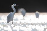 Garzetta; Little Egret; Egretta garzetta