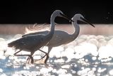 Garzetta; Little Egret; Egretta garzetta