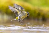 Eurasian Siskin (Spinus spinus)