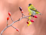 Eurasian Siskin (Spinus spinus)