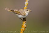 Luì bianco; Western Bonellis Warbler; Phylloscopus bonelli