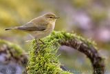 Common Chiffchaff (Phylloscopus collybita)