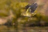 Common Chiffchaff (Phylloscopus collybita)