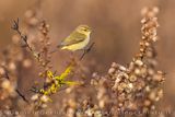Lui piccolo; Common Chiffchaff; Phylloscopus collybita