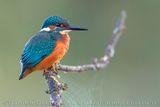 Martin pescatore; Common Kingfisher; Alcedo atthis