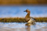 Garganey (Spatula querquedula)