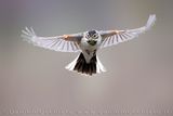 Eurasian Reed Bunting (Emberiza schoeniclus)