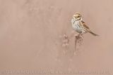 Eurasian Reed Bunting (Emberiza schoeniclus)