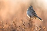 Eurasian Reed Bunting (Emberiza schoeniclus)