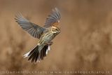 Eurasian Reed Bunting (Emberiza schoeniclus)