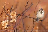Migliarino di palude; Eurasian Reed Bunting; Emberiza schoeniclus