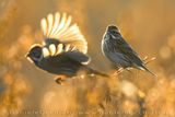 Migliarino di palude; Eurasian Reed Bunting; Emberiza schoeniclus