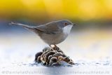 Sardinian Warbler (Sylvia melanocephala)