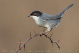 Occhiocotto; Sardinian Warbler; Sylvia melanocephala
