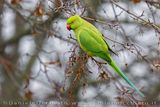 Rose-ringed Parakeet (Psittacula krameri)