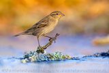 Italian Sparrow (Passer italiae)