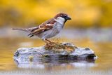 Italian Sparrow (Passer italiae)