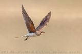 Collared Pratincole (Glareola pratincola)