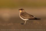 Collared Pratincole (Glareola pratincola)