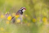 Red-legged Partridge (Alectoris rufa)