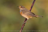 Pettazzurro; Bluethroat; Luscinia svecica svecica / cyanecula