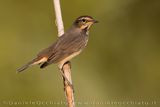 Pettazzurro; Bluethroat; Luscinia svecica