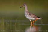 Redshank (Tringa totanus)