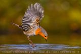 European Robin (Erithacus rubecula)