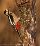 Picchio rosso maggiore; Great Spotted Woodpecker; Dendrocopos major