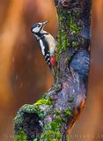 Great Spotted Woodpecker (Dendrocopos major)
