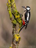 Great Spotted Woodpecker (Dendrocopos major)