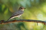 Pigliamosche; Spotted Flycatcher; Muscicapa striata