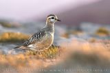 Piviere tortolino; Eurasian Dotterel; Charadrius morinellus