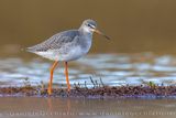 Totano moro; Spotted Redshank; Tringa erythropus