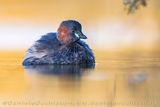 Tuffetto; Little Grebe; Tachybaptus ruficollis