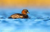 Tuffetto; Little Grebe; Tachybaptus ruficollis