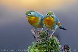Red-billed Leiothrix (Leiothrix lutea)